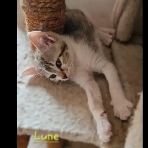 Lune photo 2