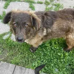 Toby