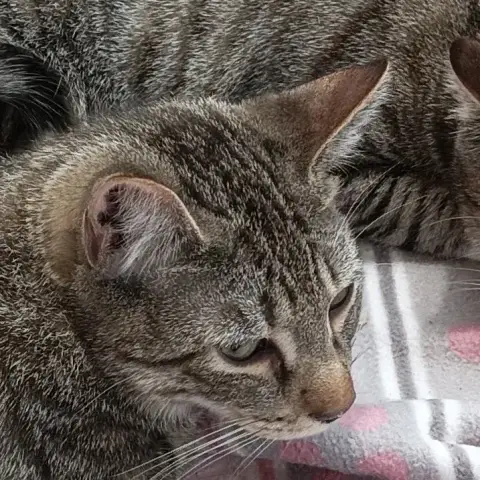 Vanya photo 3