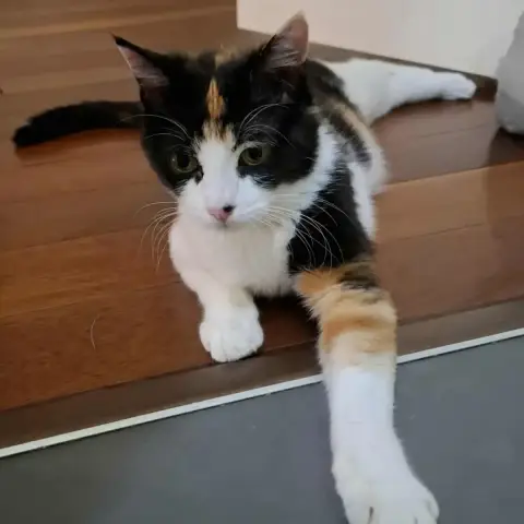 Mahana