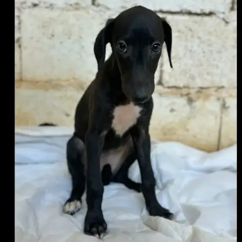 Nauksu