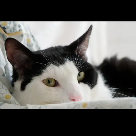 Angelo photo 3