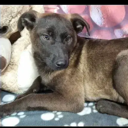 Koda photo 3