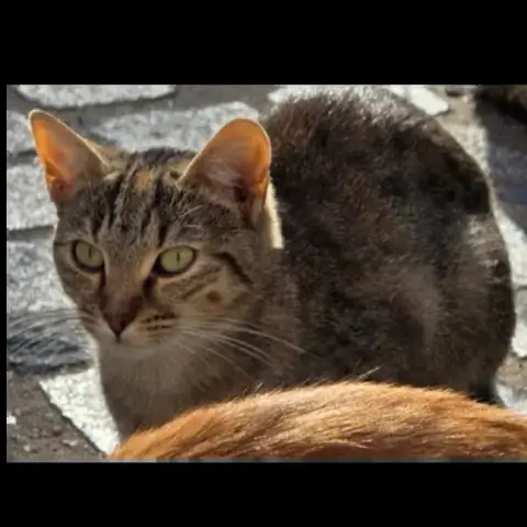 Molly