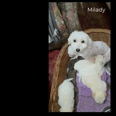 Milady