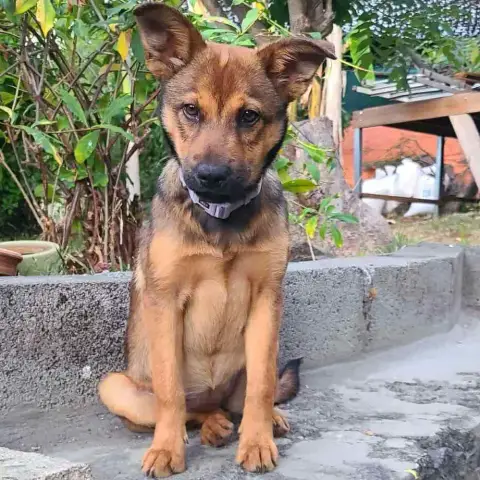 Malya