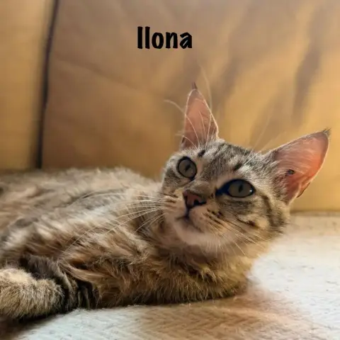 Ilona