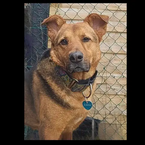 Benji