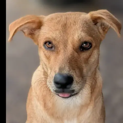 Tchoupy