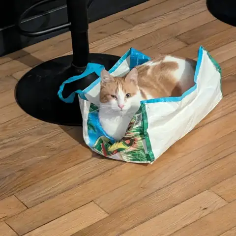 Abricot
