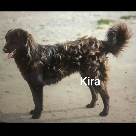 Kira