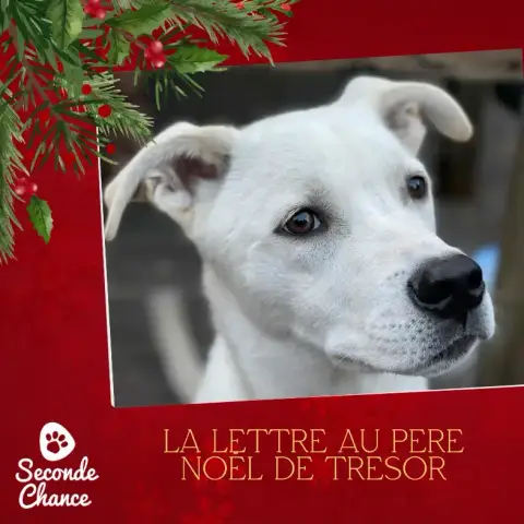 Tresor Sa Lettre Au Père Noël