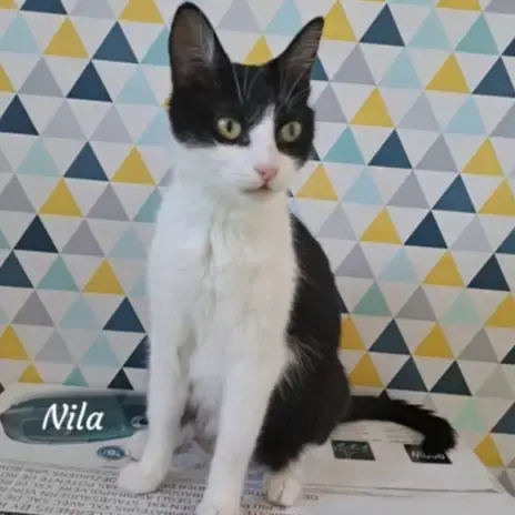 Nila