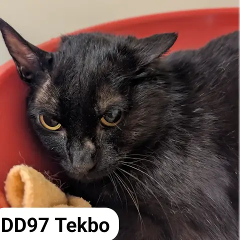 Tekbo