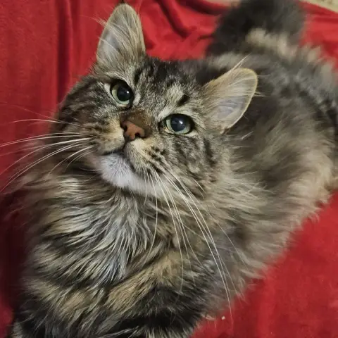 Paco