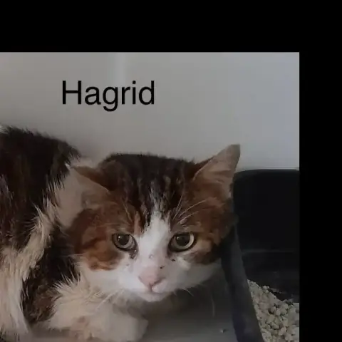 Hagrid