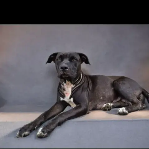 Saphira Chienne