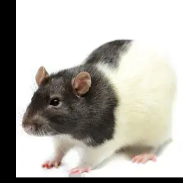 Phileas