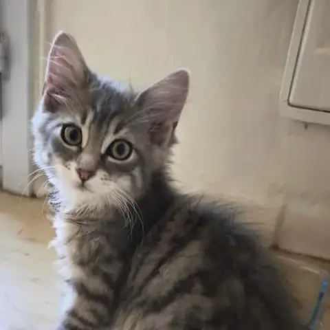Hugo