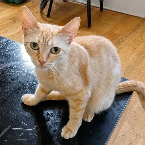 Athena