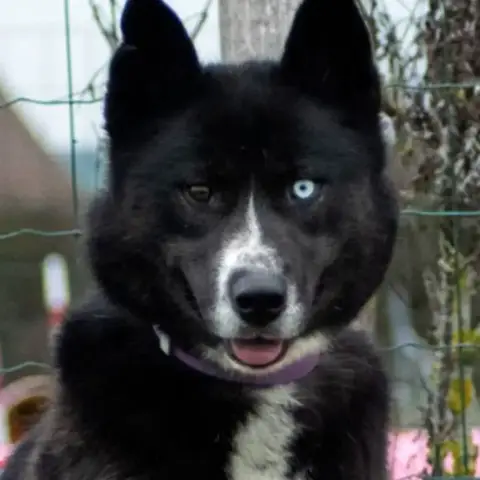 Nala