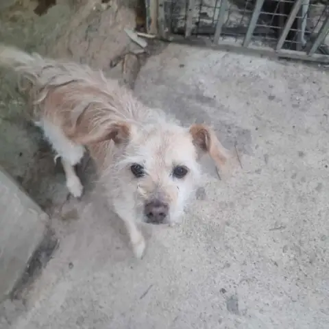 Pancho photo 2