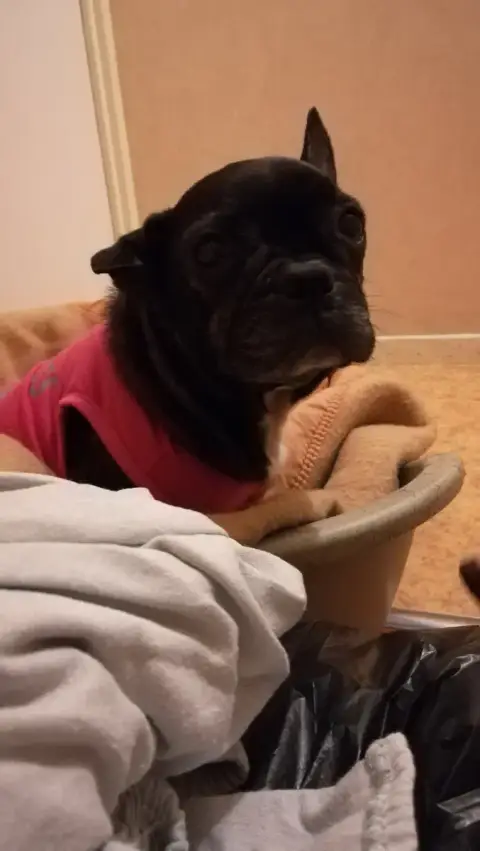 Dolly