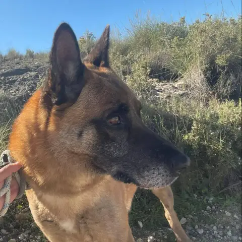 Jacobo