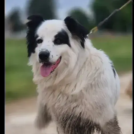 Sultan