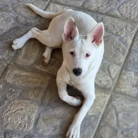 Lola