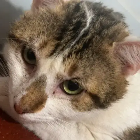 Basil