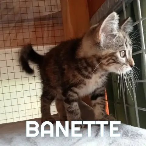 Banette photo 2