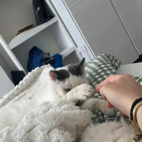 Croquette