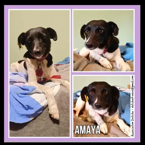 Amaya