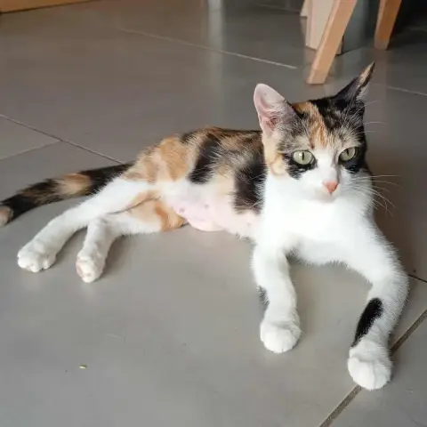 Choupette photo 2