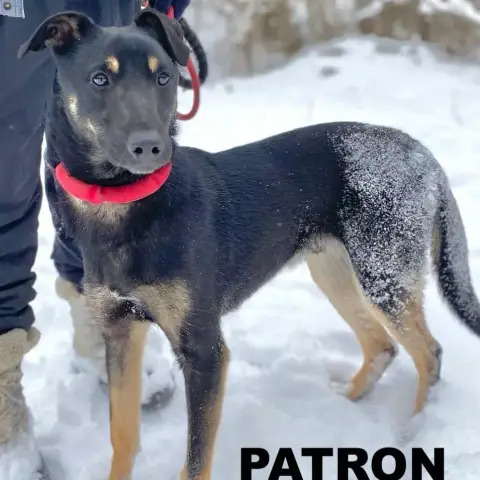 Patron