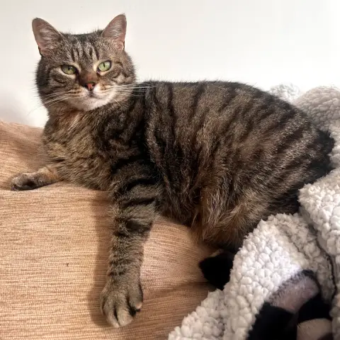 Poumba