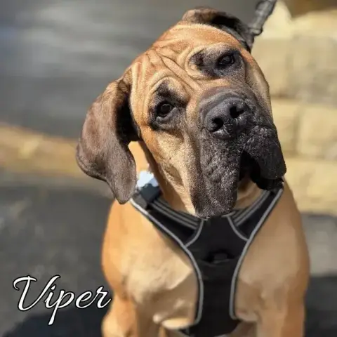 Viper