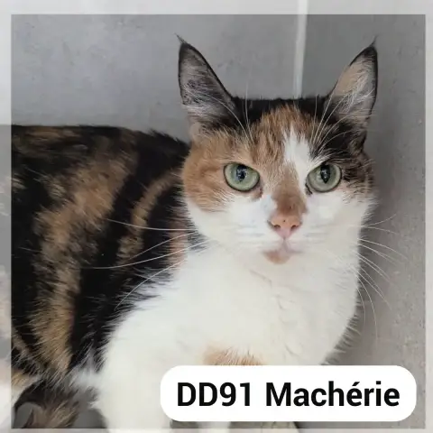 Machérie