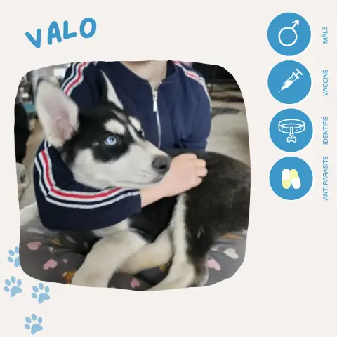 Valo