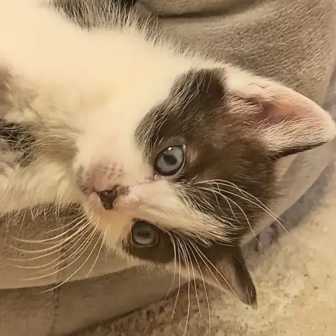 Pearl