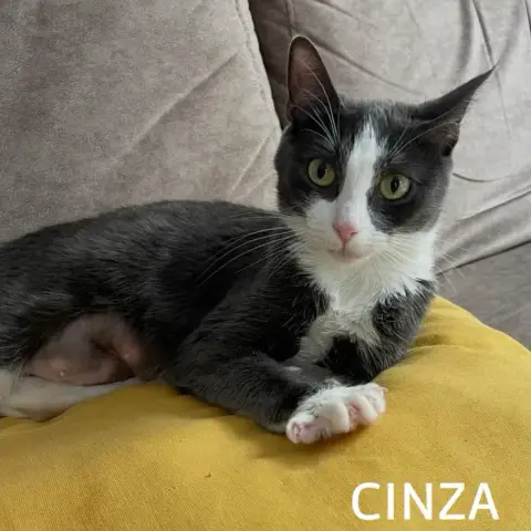 Cinza
