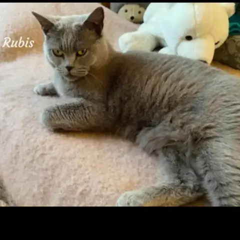 Rubis photo 3
