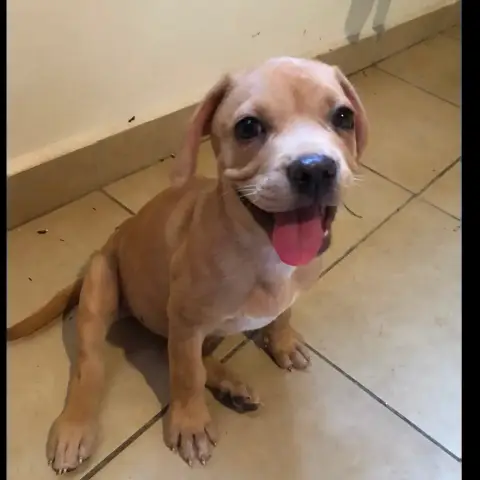 Dalhya