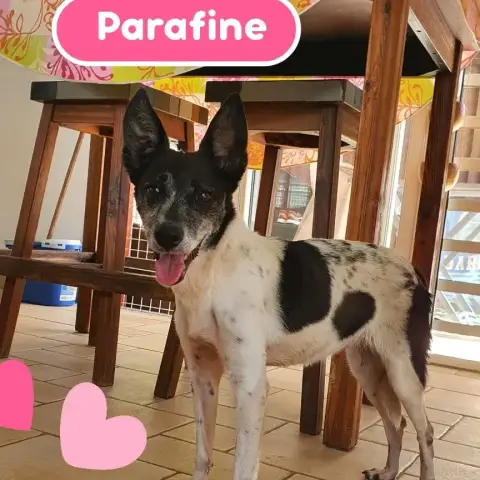 Parrafine
