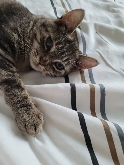 Tigrou photo 2