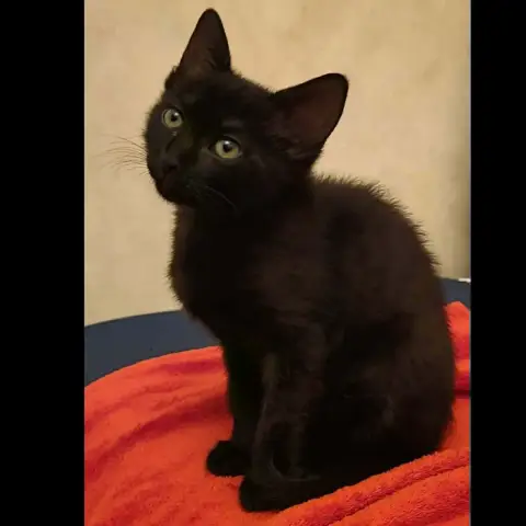 Jasmine
