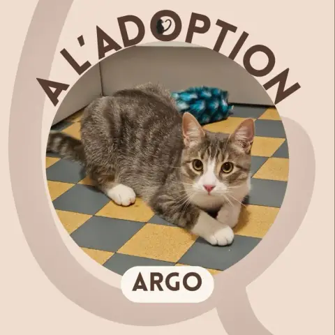 Argo