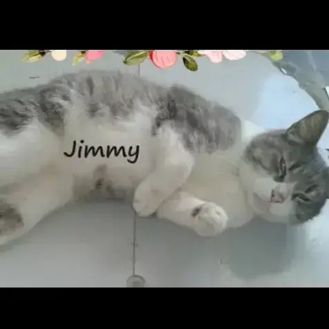 Jimmy