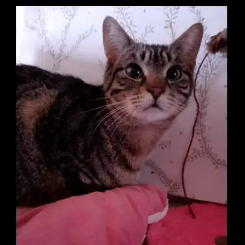 Chouquette